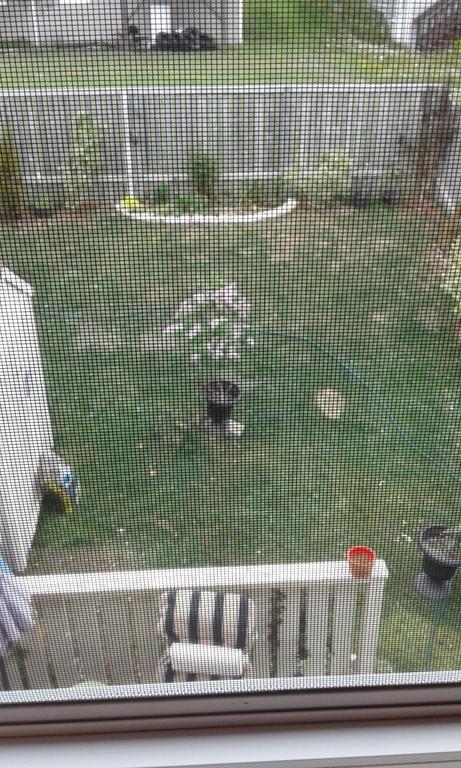 Cozy Pet Friendly Home St. John's Exterior photo